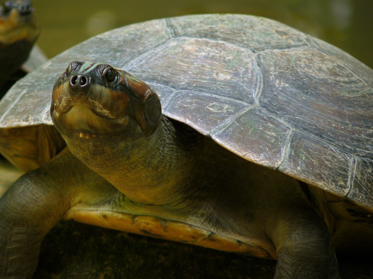 Giant South American River Turtle (Podocnemis expansa)
