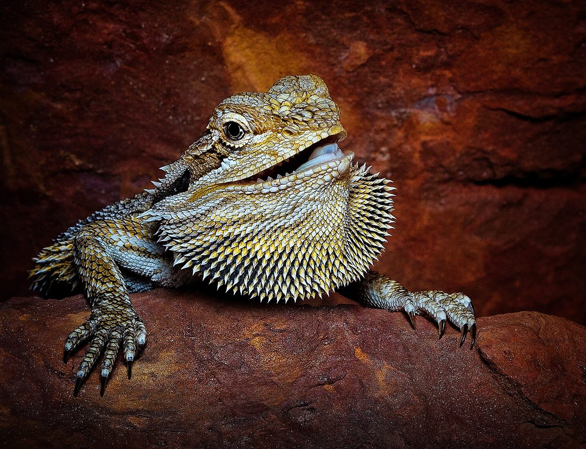 Central Bearded Dragon (Pogona vitticeps)
