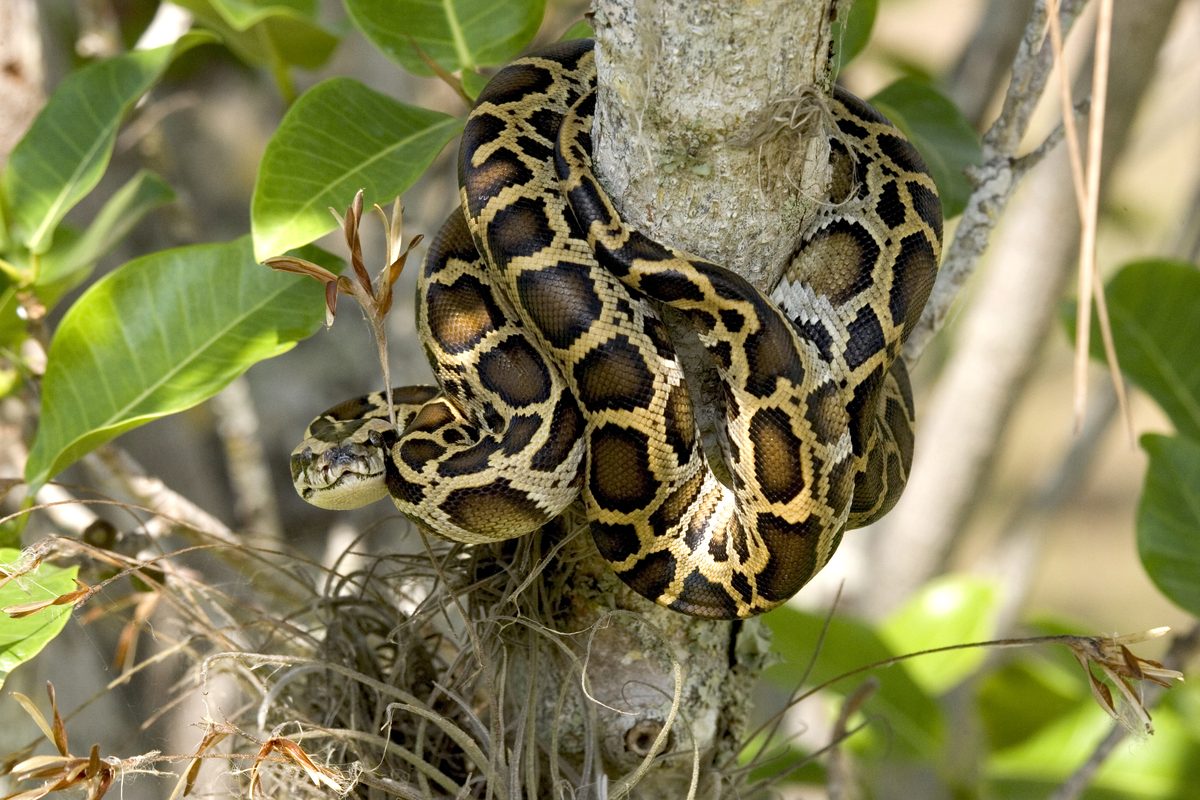Burmese Python (Python bivittatus)