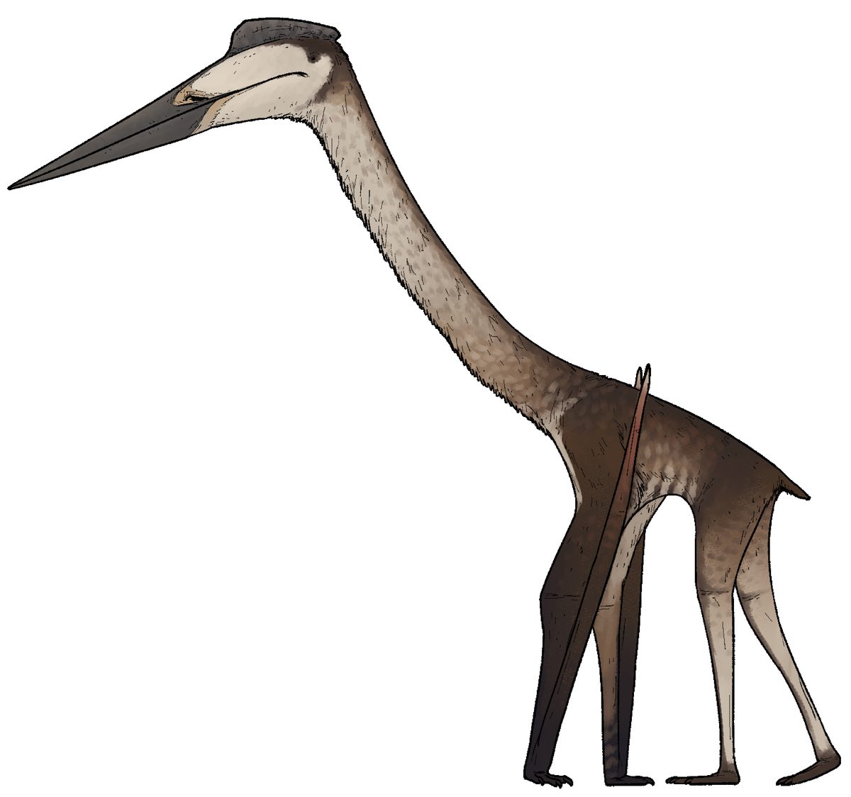 Quetzalcoatlus (Quetzalcoatlus northropi)