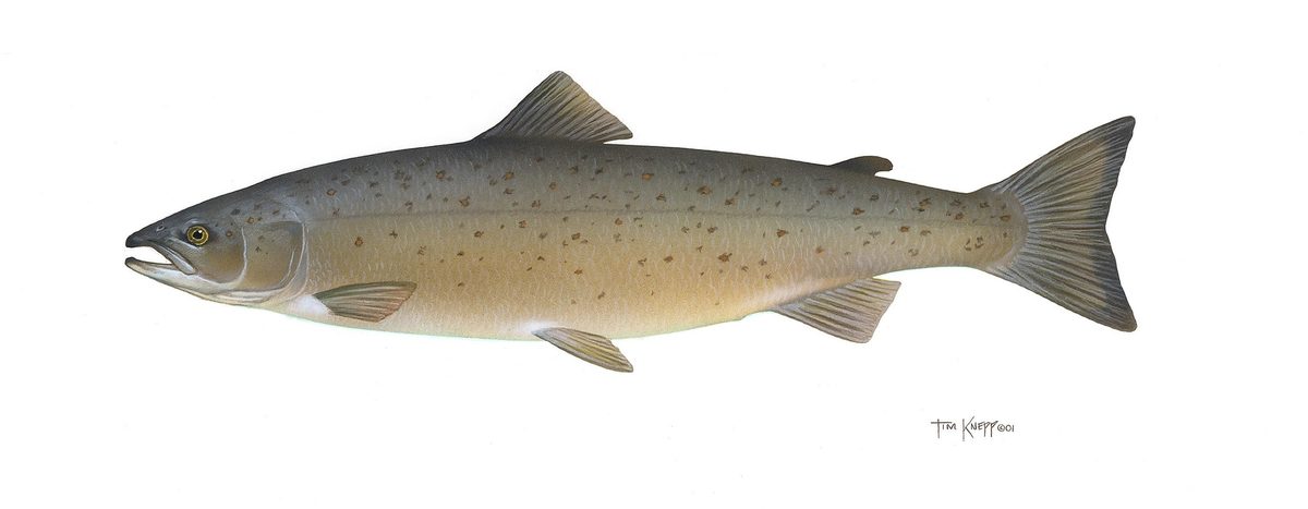 Atlantic Salmon (Salmo salar)