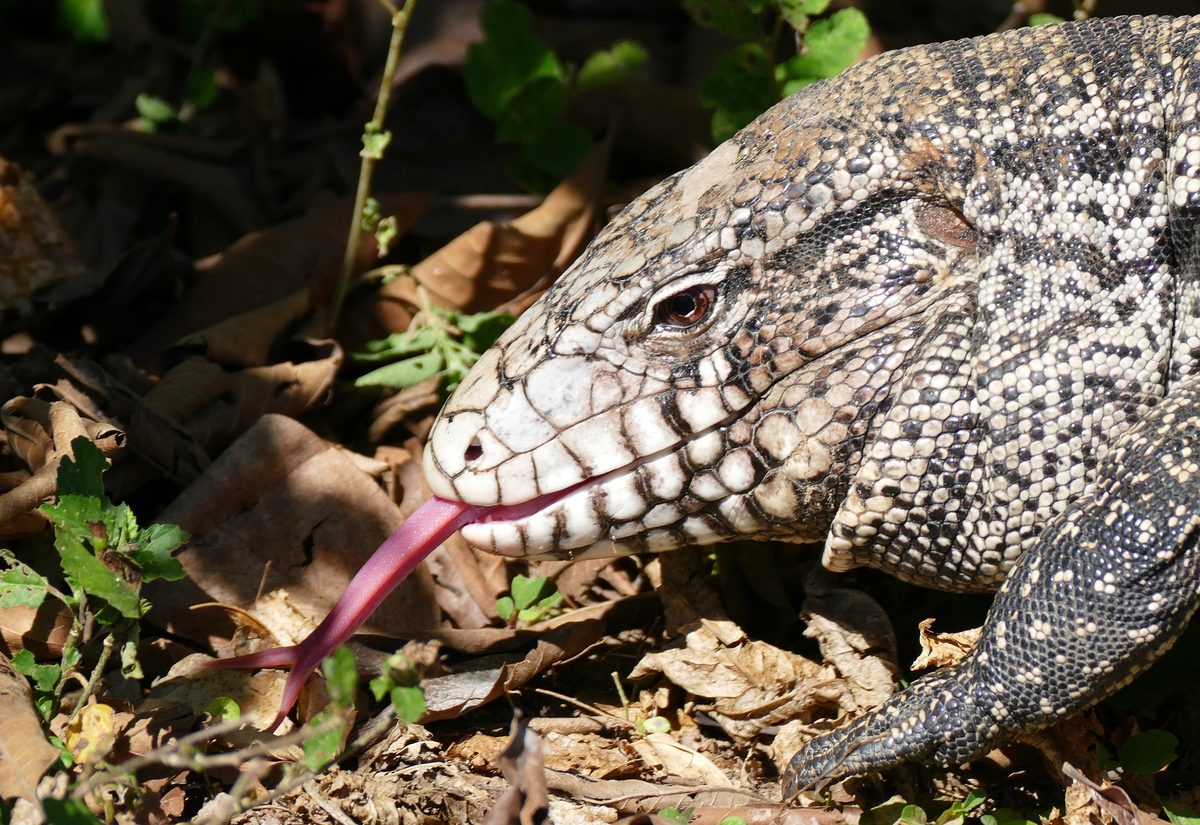 Argentine Black and White Tegu (Salvator merianae)