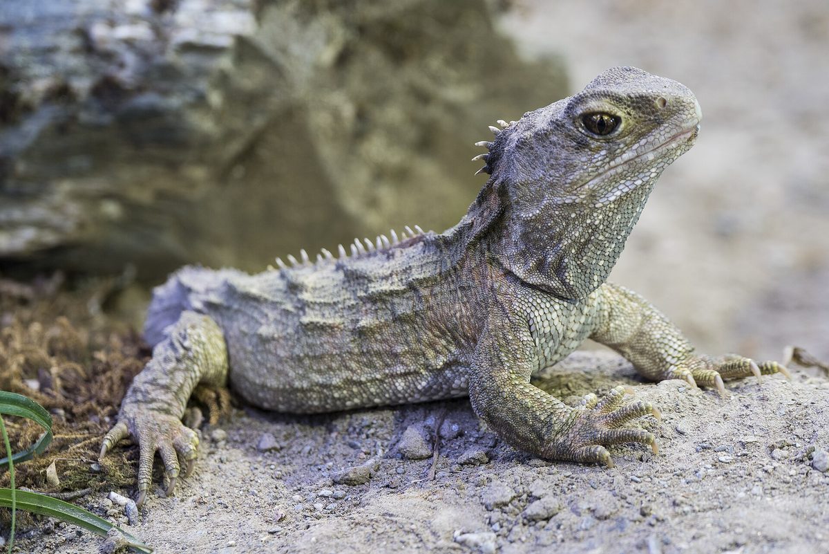 Tuatara (Sphenodon punctatus)