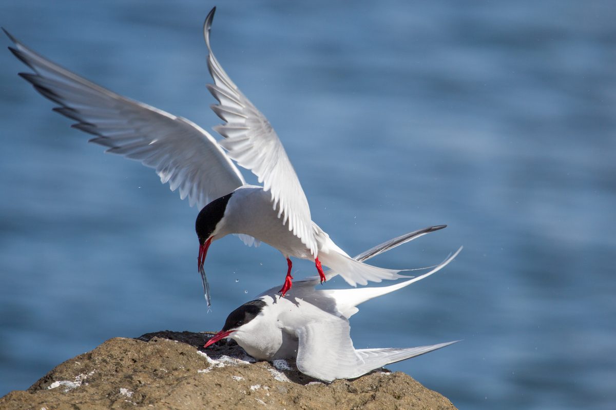 Arctic Tern (Sterna paradisaea)
