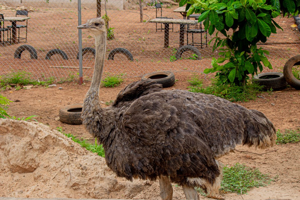 Common Ostrich (Struthio camelus)