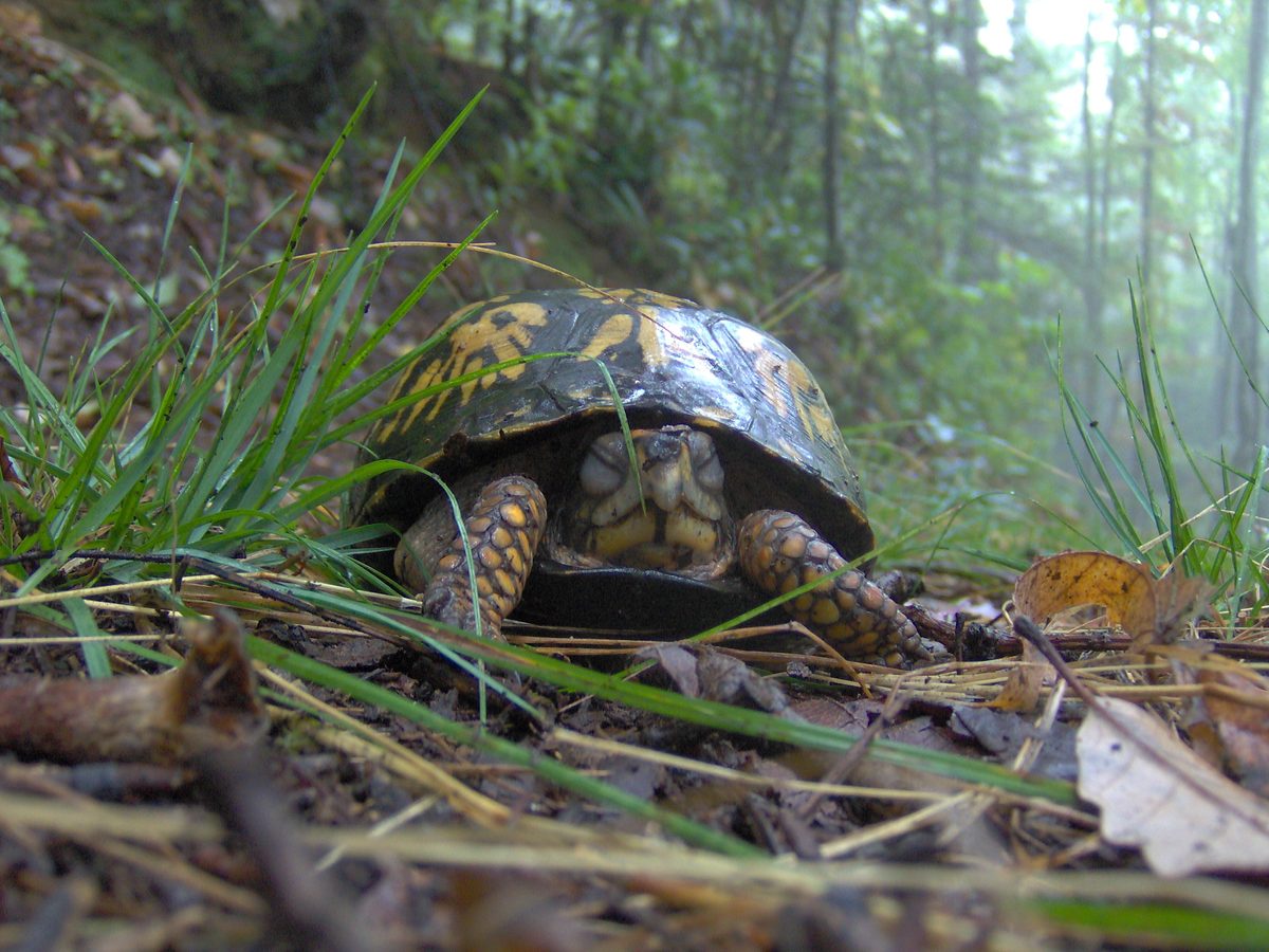 Eastern Box Turtle (Terrapene carolina)