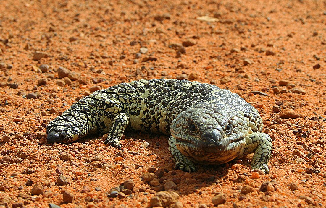 Shingleback Skink (Tiliqua rugosa)