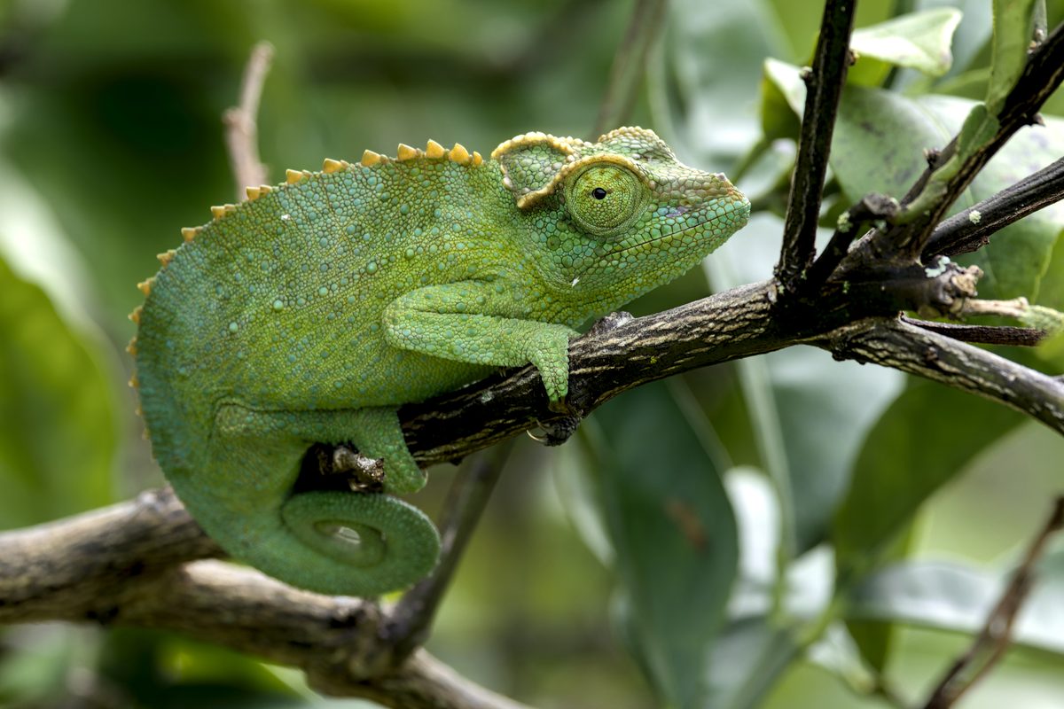 Jackson's Chameleon (Trioceros jacksonii)