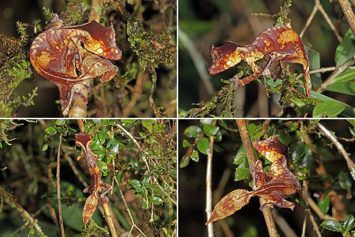 Satanic Leaf-tailed Gecko (Uroplatus phantasticus)