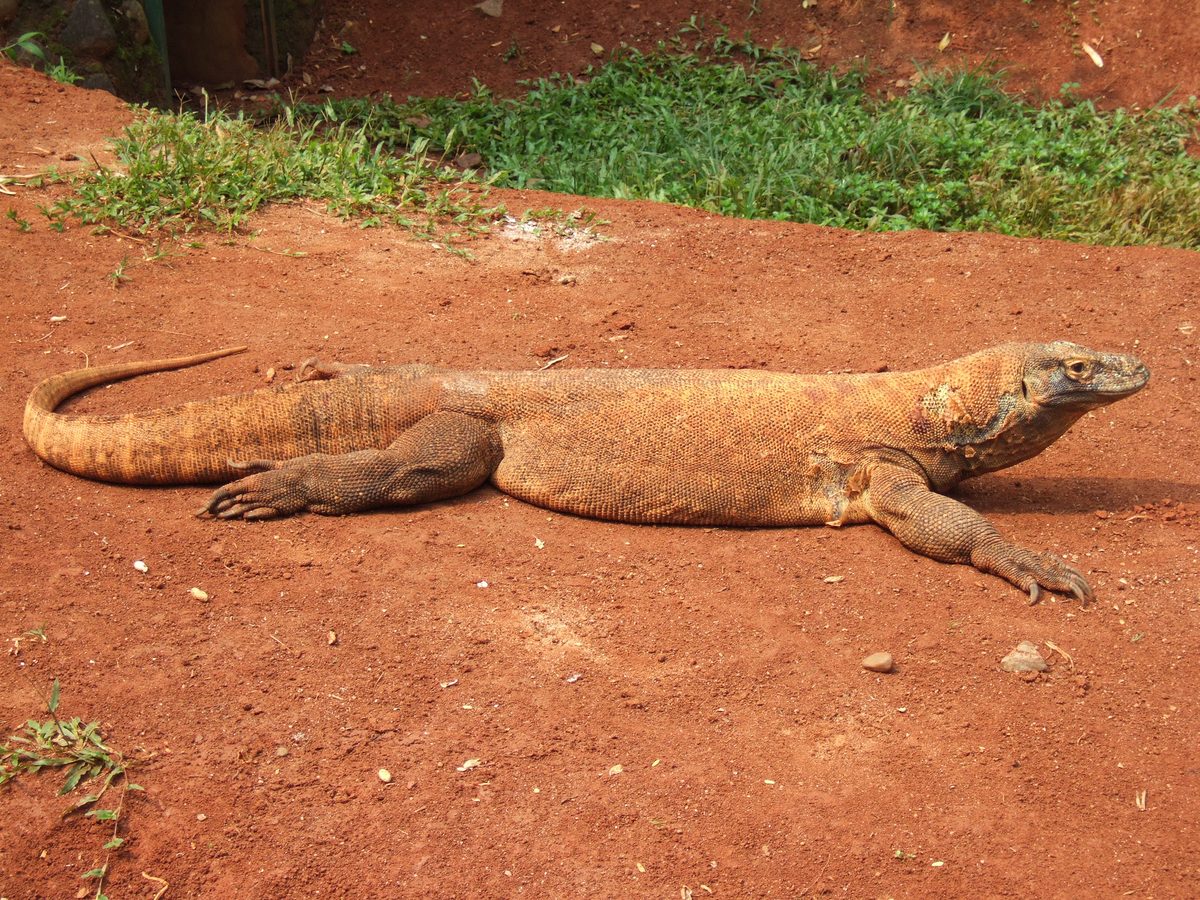 Komodo Dragon (Varanus komodoensis)