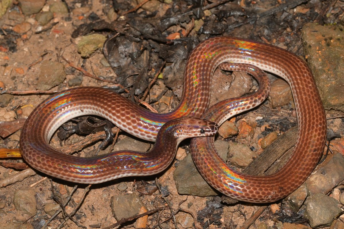 Sunbeam Snake (Xenopeltis unicolor)